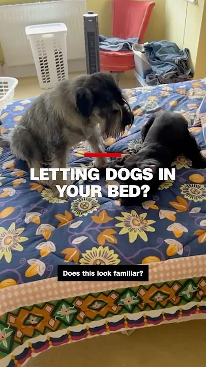 Dogs in your bed? Research says good for some and bad for others