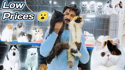 Watch the video about Persain kitten all breed available - Punch face persain kitten - long hair Persian kitten - Kittens