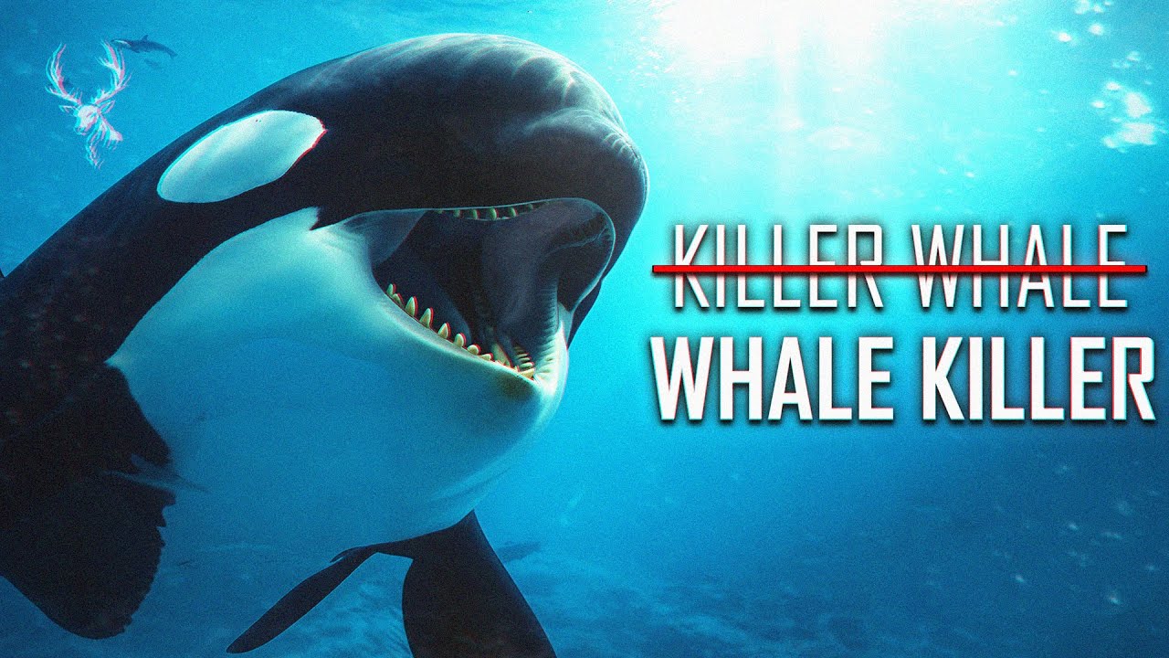 The Ocean‘s Most Brilliant Predator