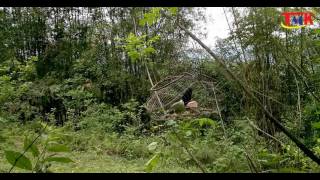 [NEW 2016] Traping bird White-rumped shama wild - Birdsong sounds of the jungle