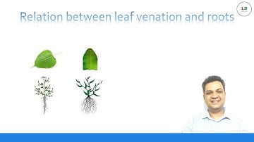 Relation between plant roots and leaf venation