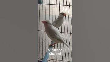 #Java Bird #Rice bird #Java finch