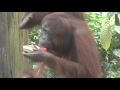 Borneo   Sepilok Orangutan Rehab Center #7   21 May 2017