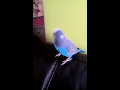 Ponty the budgie chilling and chirping