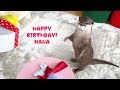 カワウソコタローとハナ　ちょっと大きな誕生日プレゼント　Otter Hana’s First Birthday Present Opening!