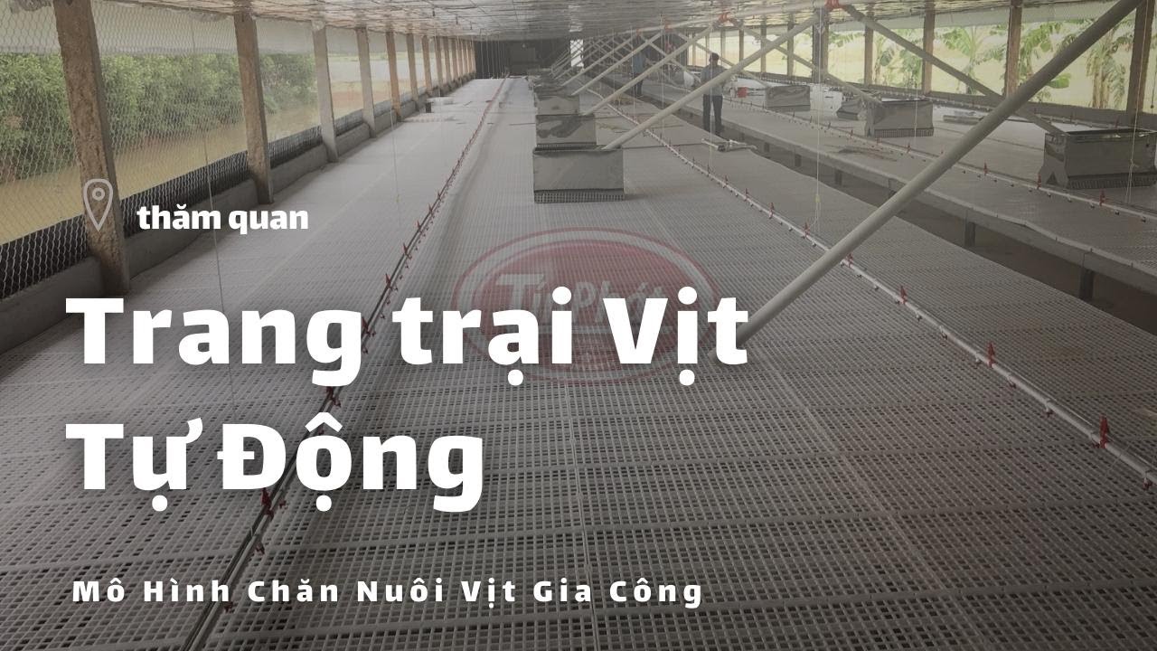 Máng tự động cho vịt Giải pháp hiệu quả cho chăn nuôi vịt gia công