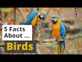 All About Birds 🦚️ 🐧🦅 - 5 Interesting Facts - Animals for Kids - Educational Video