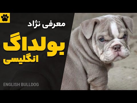 معرفی سگ انگلیش بولداگ | همه چیز درباره نژاد بولداگ انگلیسی