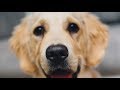 Golden Retriever Hakkında Bilinmesi Gerekenler