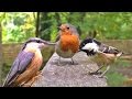 Sounds for Cats - Birds Chirping at The Forest Gate