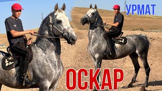 картинка: ТИК ТОКТО 1 МИЛЛИОНГО ЖАКЫН ПРОСМОТР АЛГАН ОСКАР 🐎САТЫЛАТ 😱