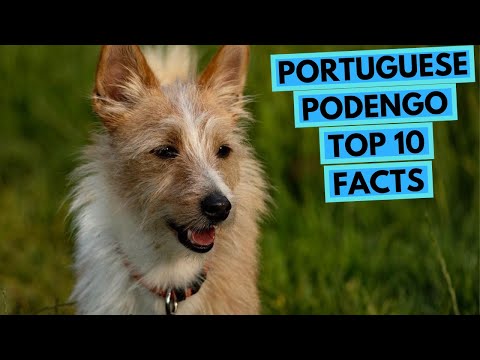 Podengo Português - TOP 10 Fatos Interessantes