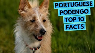 Portuguese Podengo  TOP 10 Interesting Facts