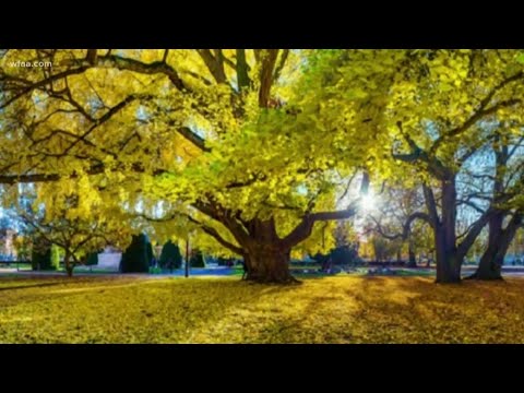 Video: Ginkgo Biloba-voordelen - tips voor het kweken van ginkgo-bomen