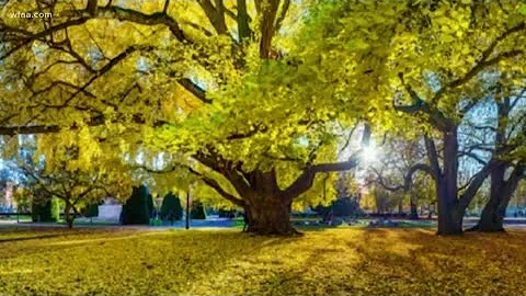 Is the secret to a long life found in a Ginkgo Biloba tree? - DayDayNews