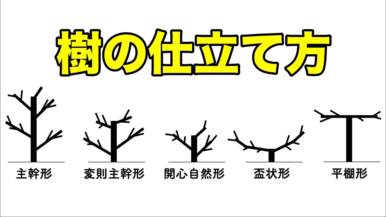 新木からの樹づくり Plant] Openwork pruning of the cypress tree [Yakichi style] - YouTube