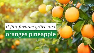 Il fait fortune grâce aux oranges pineapple