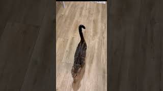 #cat #cats #chat #lachat #кот #кошка #веселыекоты #прикольныекоты #видосыоткота #котофейка #kitten