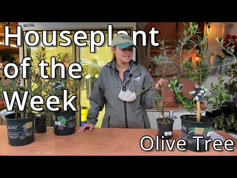 Video: Indoor Olive Trees: Care for Olive Trees Indoor