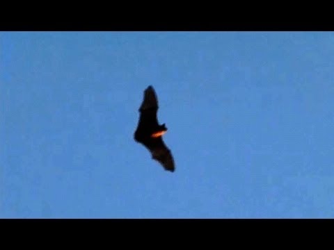slow motion bats flying at dusk 300fps casio ex f1 v13221 youtube