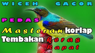 Masteran korlap/kolibri kelapa bahan agar cepat bukpar