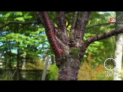 Vidéo: Exfoliation des écorces d'arbres : écorce d'arbre intéressante en hiver