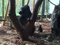 Baby Gorilla kissed by Dad