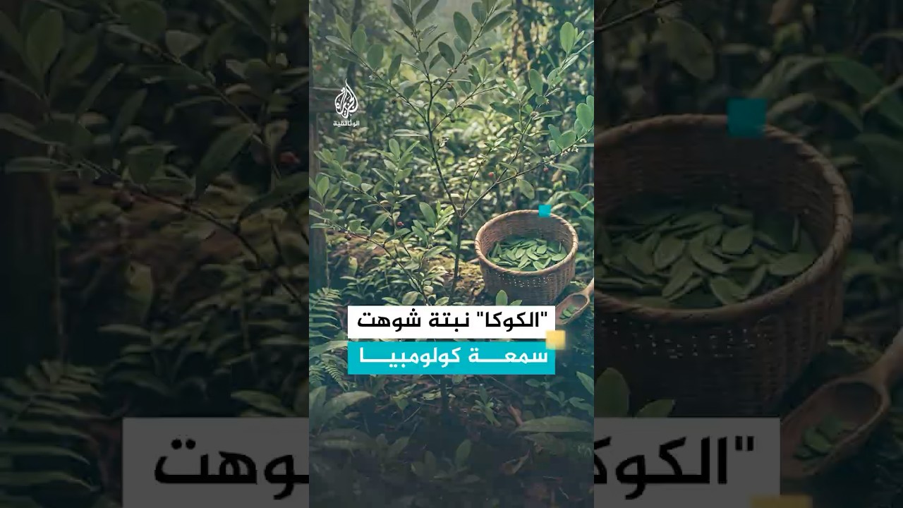 كيف أضرت تجارة الكوكايين بشعب "المويناني" في كولومبيا؟