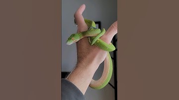 Serendipity the green tree PYTHON is looking MIGHTY fine after shedding his SKIN.