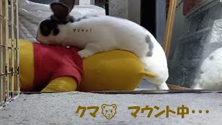 強いうさぎ　#うさぎ　#rabbit　#レッキス　#rex #シロチャ