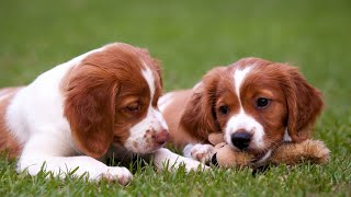 Caring for your Brittany Dog Essential Tips for a Happy and Healthy Pet