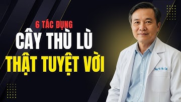 6 Tác Dụng Tuyệt Vời Của Cây Thù Lù Đối Với Sức Khoẻ