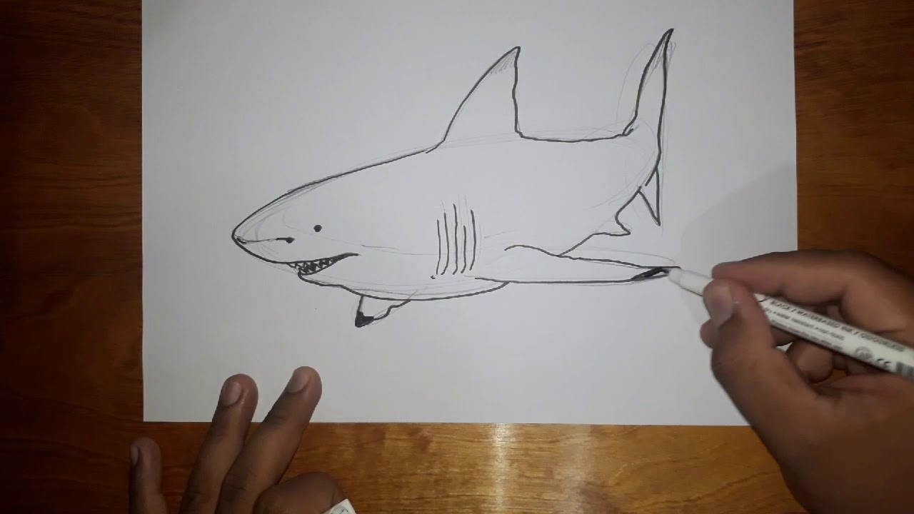 How to draw a bull shark in 5 Minutes - YouTube