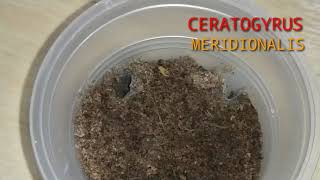 FEEDING MY CERATOGYRUS MERIDIONALIS