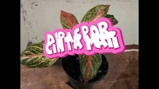 D'PASPOR - cinta mati ( lirik )