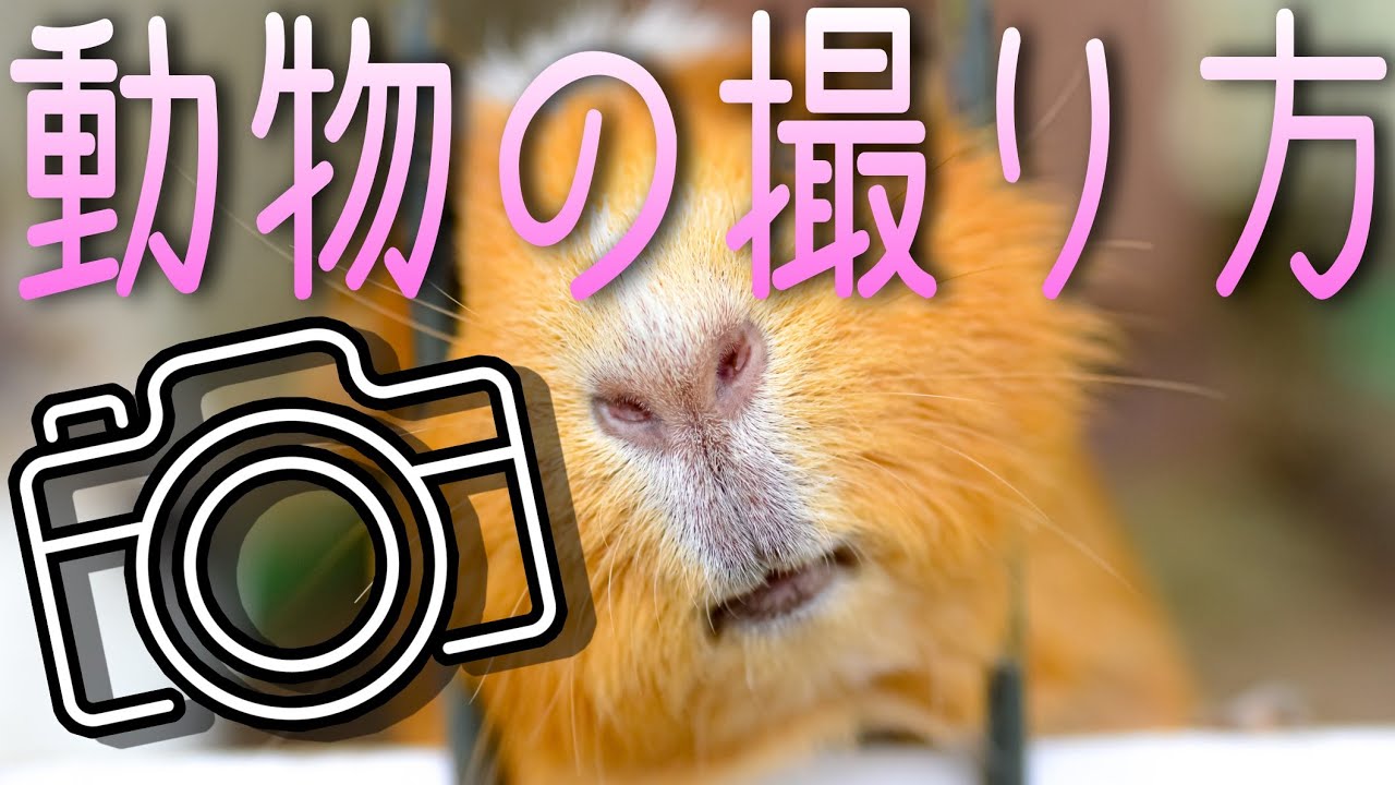 初心者必見 動物の撮り方 一眼レフカメラの超簡単テクニックとは Youtube