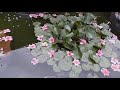 진달래 연꽃 구경하세요!!/ Lotus Blossoms!! #6