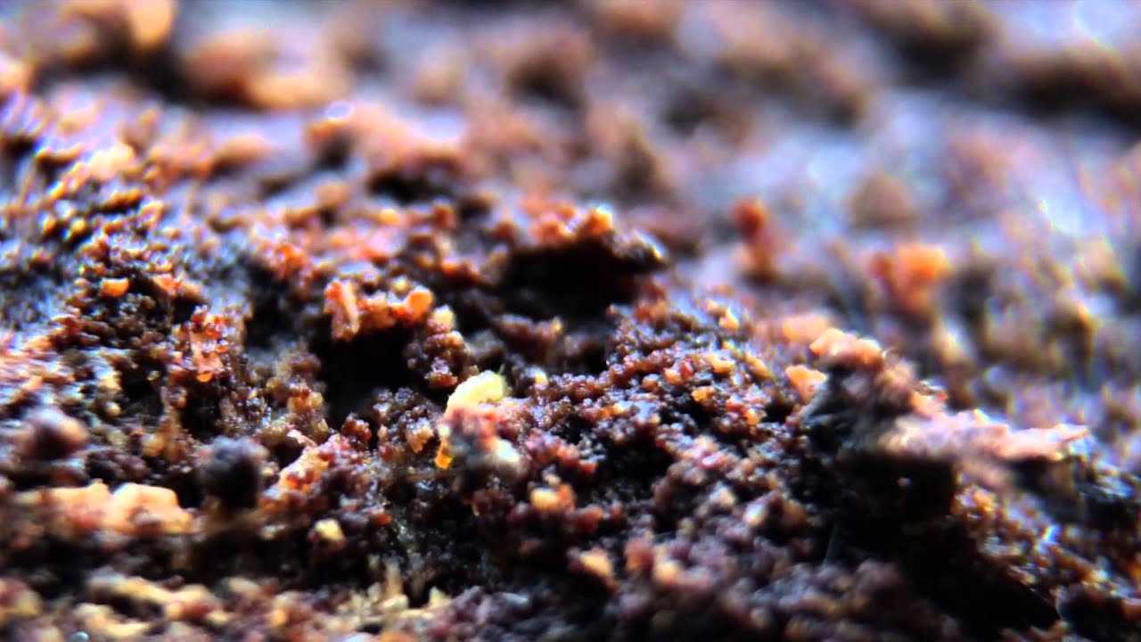 Proturan with collembolan and symphylan