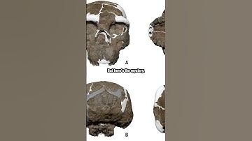 Million-Year-Old Skull Shocks Scientists: Humans Evolved Earlier! #Evolution #AncientHistory #news