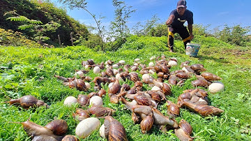 wow wow unique - pick a lot of duck eggs and snails on the green grass at field by hand a farmer