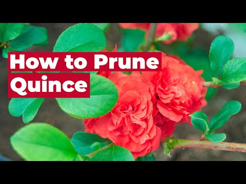 Video: Cutting Back Flowering Quince - How To Prune An Overgrown Flowering Quince Tree