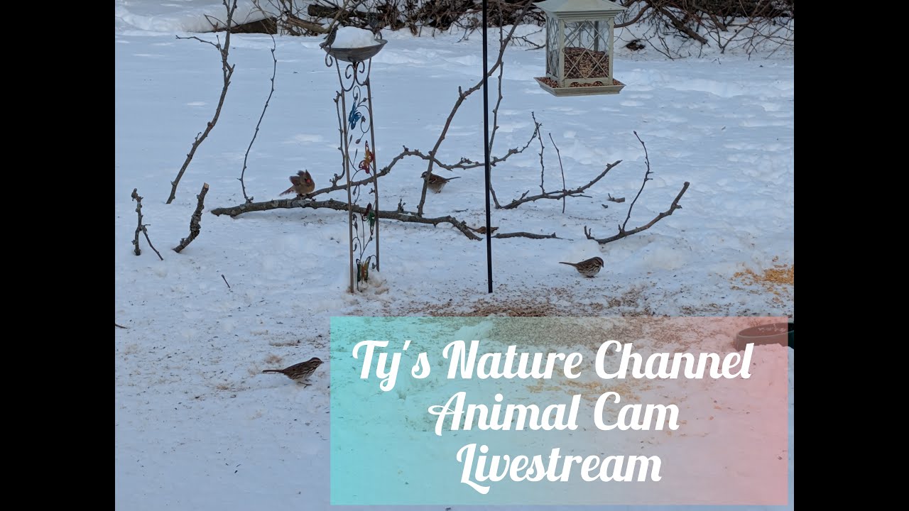 Ty's Nature Channel Live Animal Cam 1/29/2026