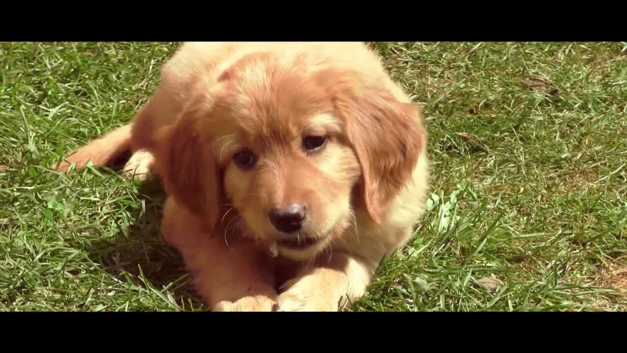 8 Hovawart Puppies playing