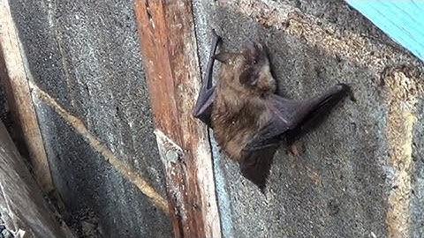 Bats in the Attic?  Humane Wildlife Services Can Help