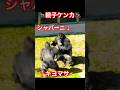 The fight between Shabani and Kiyomasa【東山動物園ゴリラ】 #gorilla #higashiyama