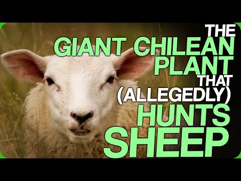 Video: Expose The Deception. Chilean Puia: A Plant That Eats Sheep? - Alternative View