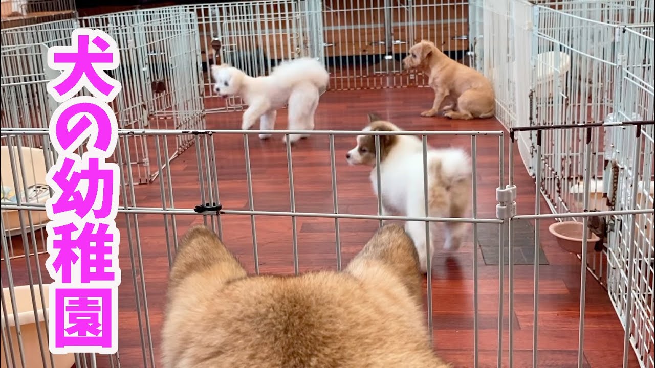 Когда я отвела своего щенка бездомной собаки в детский сад, он начал проявлять свое истинное лицо.