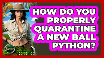 How Do You Properly Quarantine A New Ball Python? - Reptilian Wonders