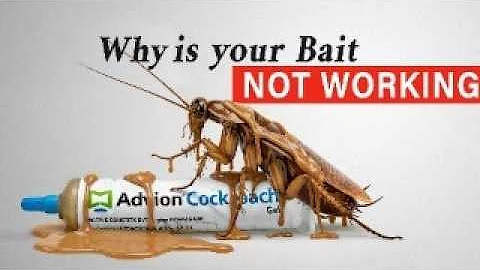 How I Use Bait To Stop Roaches 