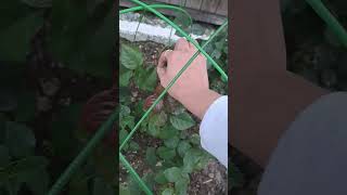 видео: Подготовка роз к зиме в Мурманской области. картинка: Подготовка роз к зиме в Мурманской области.